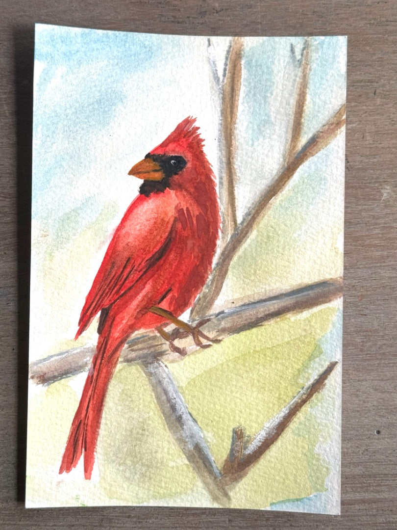 Macon Male Cardinal by Jenny Prater