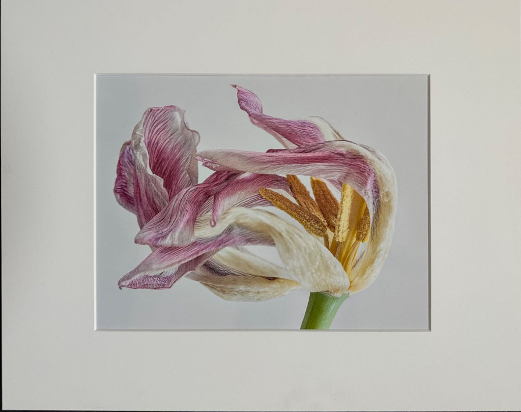 Tulip by Cynthia P. Robertson